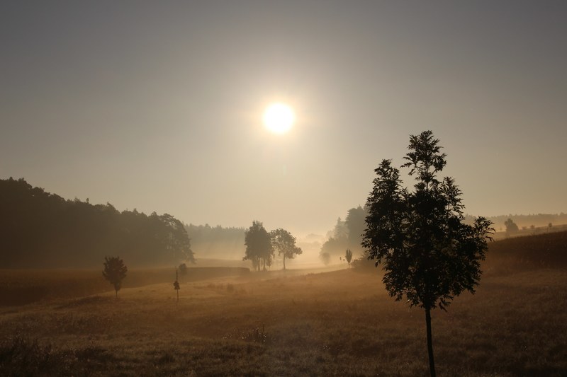 bright sun in the sky over a hazy field with sparse trees, sun over a hazy field 4k