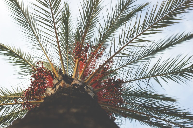 a low angle shot of the top of a coconut tree in barcelona, coconut tree in barcelona 4k