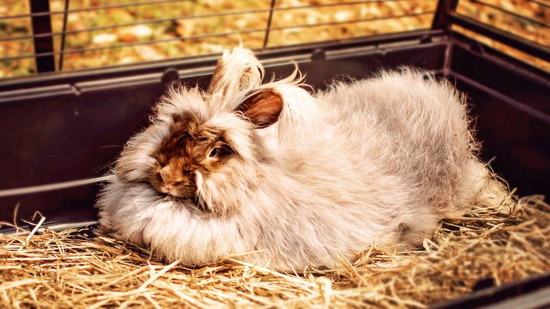 rabbit, fluffy, lies, 4k