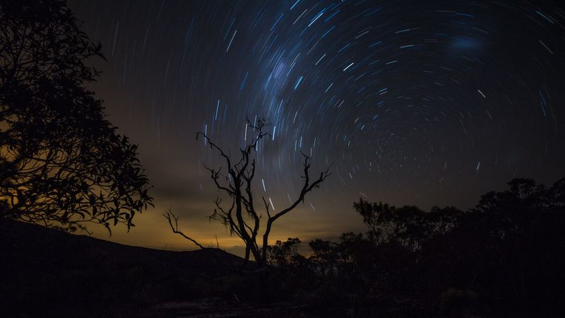 tree, night, starry sky, movement, 4k