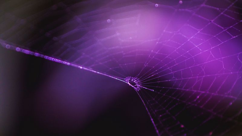 spiderweb, purple, weaving, 4k