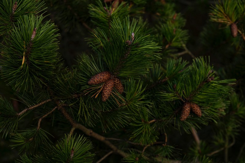tree pine tree pine cone and cone 4k