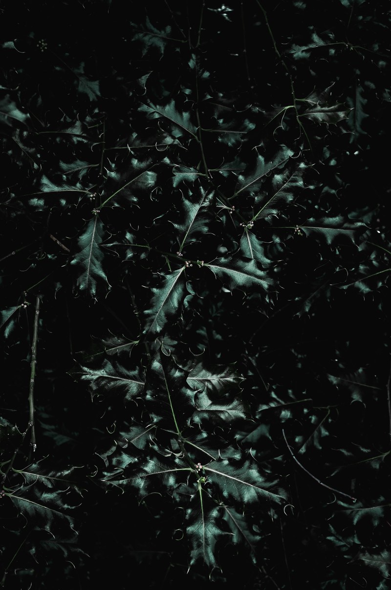 moody holly 4k