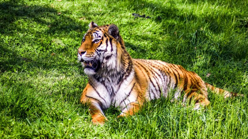 tiger, predator, lies, big cat, grass, 4k
