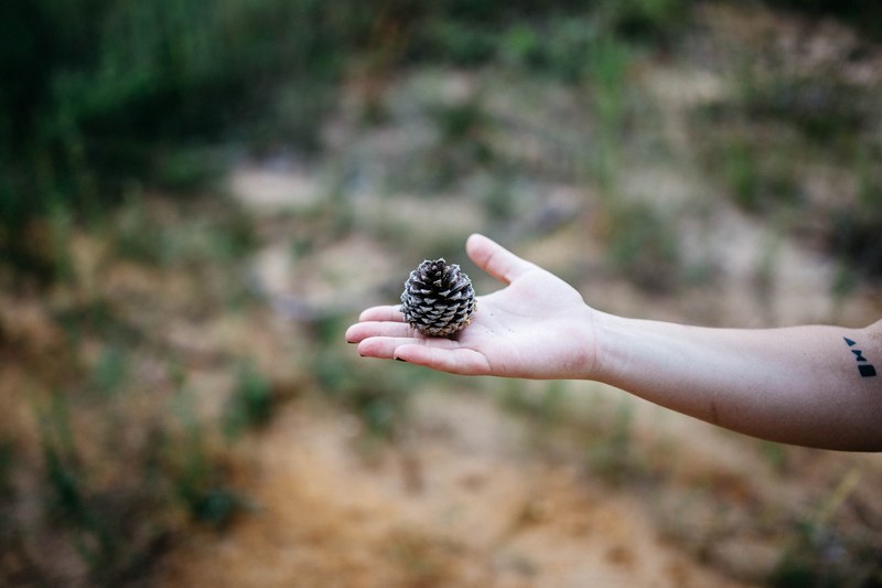 arm hand pinecone and palm 4k