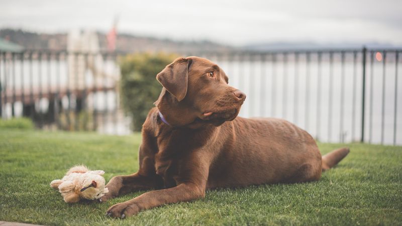 labrador, dog, lies, 4k