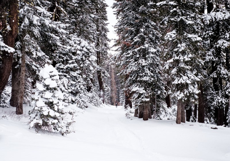 heavily covered roads and trees in the winter at lake tahoe, lake tahoe winter forest 4k