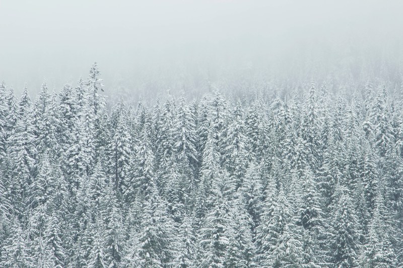 snow covered evergreen forest on a foggy day, snow covered tree landscape 4k