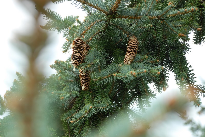 pinecones hang on an evergreen branch, pinecones on a branch 4k
