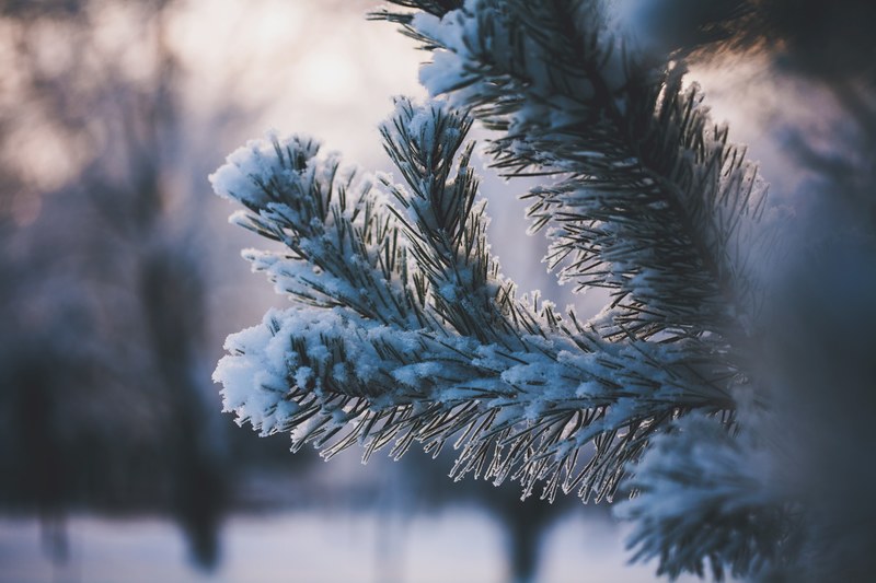 white frozen frost and snowflake 4k