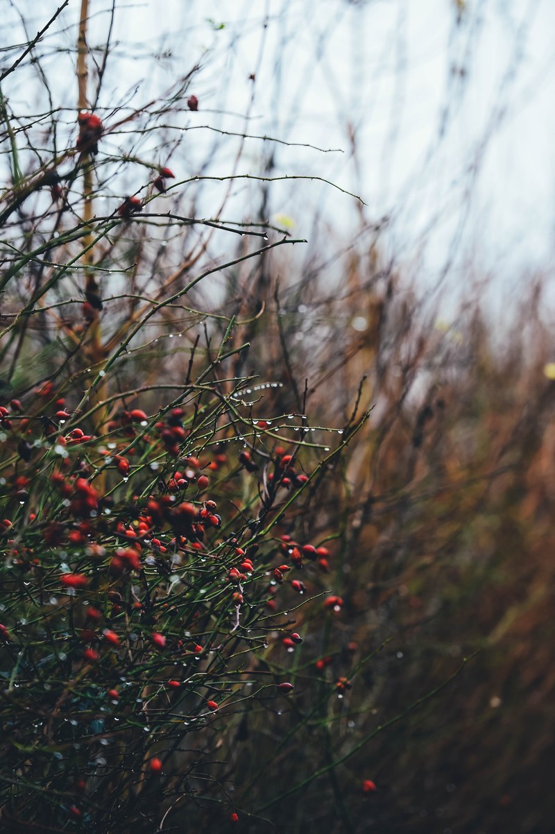 winter rain drop nature and hedgerow hd, 4k