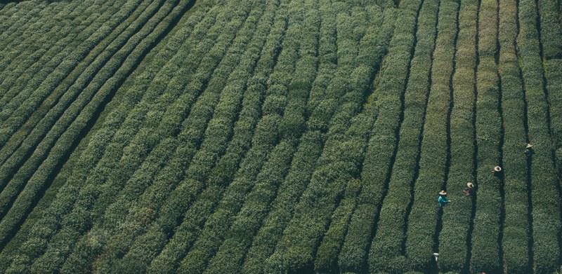 a top view of a green plantation with people in hats harvesting the crops, green plantation 4k