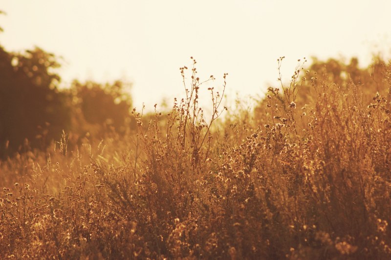 a golden hued of tall grasses bathed in the sunshine, warm shot of meadow grass 4k