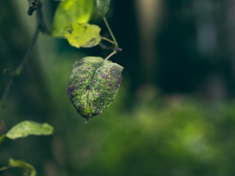 a macro shot of a slowly rotting round leaf, rotting leaf 4k