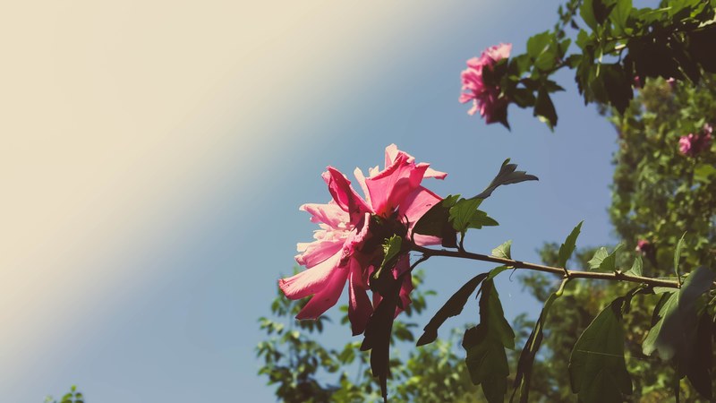 large flowers with long pink petals on long thin branches, pink flowers on branches 4k