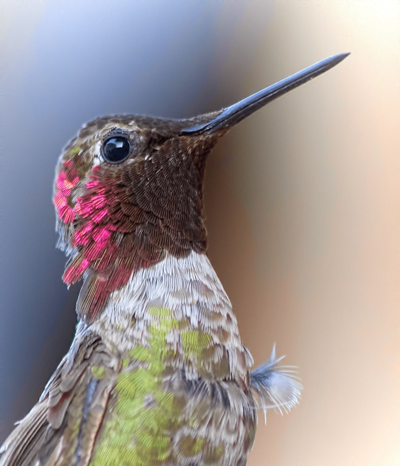 a close up shot of a hummingbirds torso and head, proud hummingbird 4k