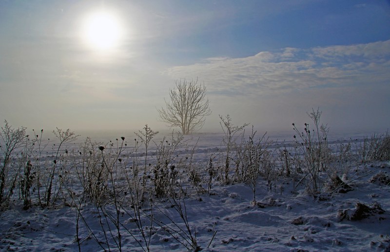 tall wild grasses and a distant leafless tree under a pale sun on a freezing winters day, under a pale winter sun 4k