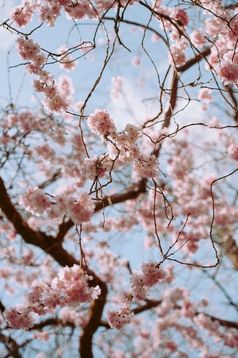 spring tones 4k