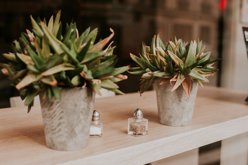 two potted plants sitting on a wooden shelf with a salt and pepper shaker, plants on wooden shelf 4k
