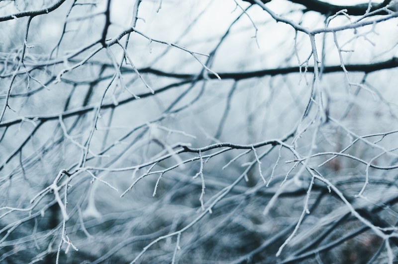 frost covered tree branches in netherlands, netherlands frozen forest 4k