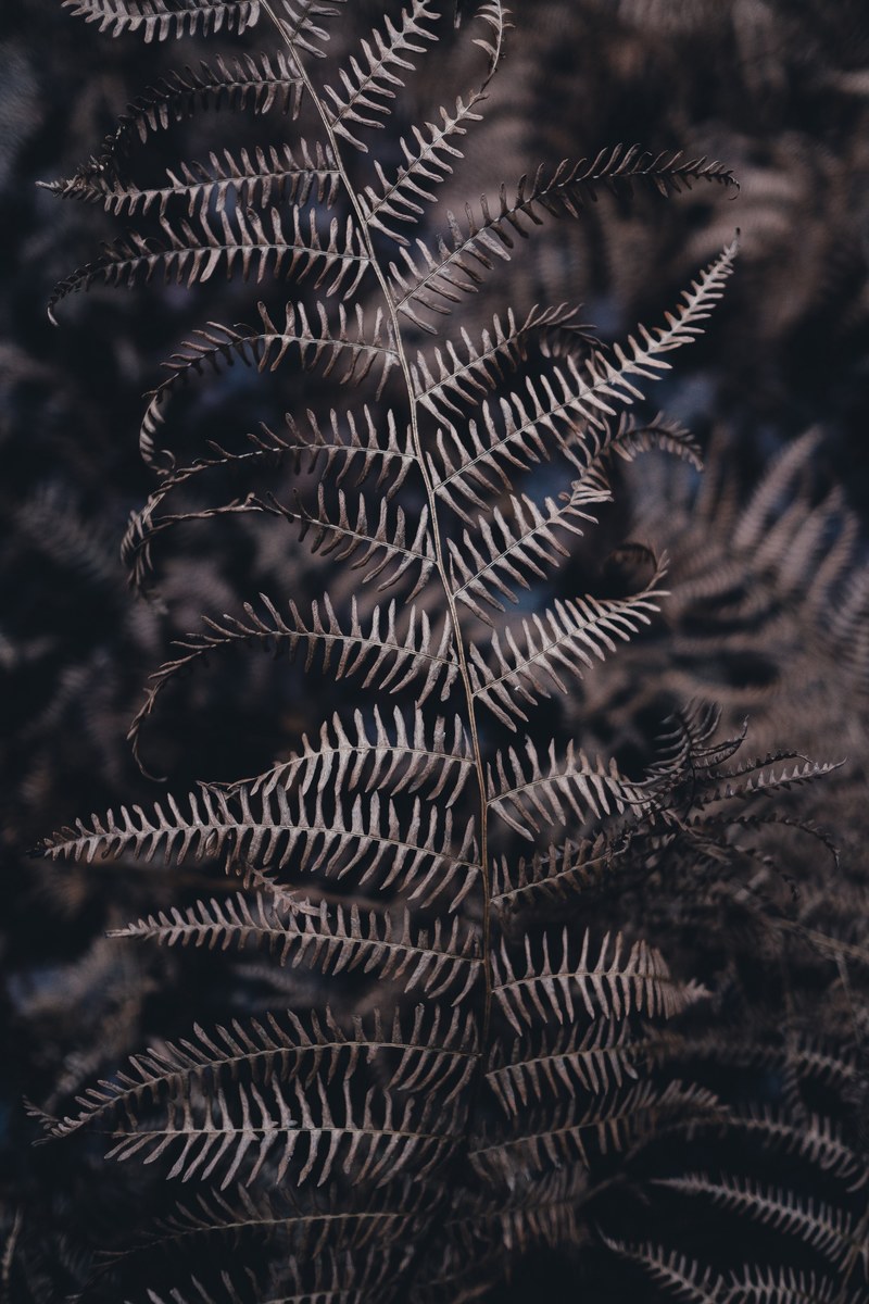 close up of dry fern leaves, golden fern 4k