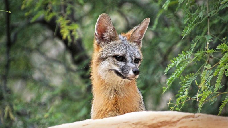 fox, beast, cute, ears, 4k