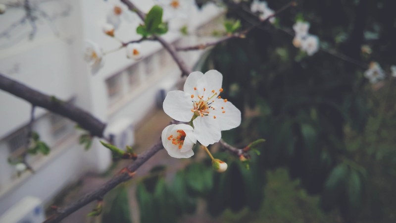 white blackthorn flowers on a branch against a blurry background, blackthorn flowers up close 4k