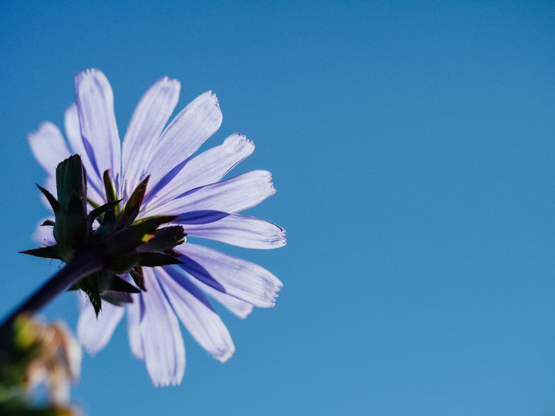a low angle shot of a single violet daisy flower, violet daisy from below 4k