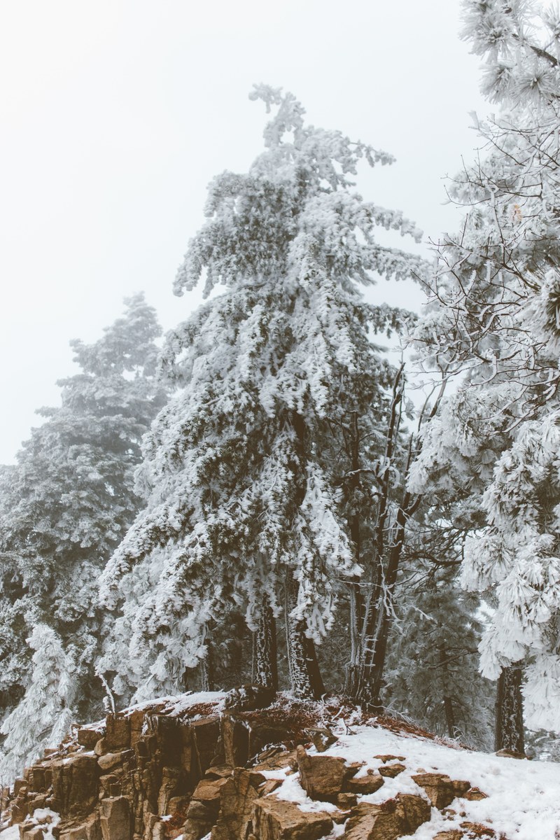 large tall trees covered in snow at lake arrowhead california, lake arrowhead winter trail 4k