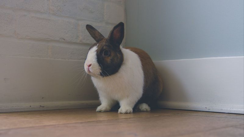 rabbit, ears, cute, 4k