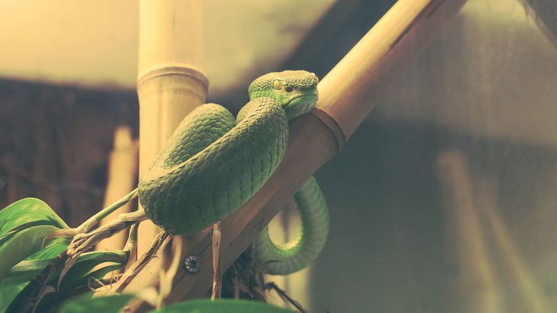 wood snake, snake, terrarium, reptile, 4k