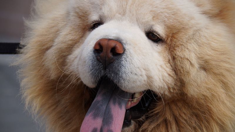 chow chow dog, muzzle, fluffy, 4k