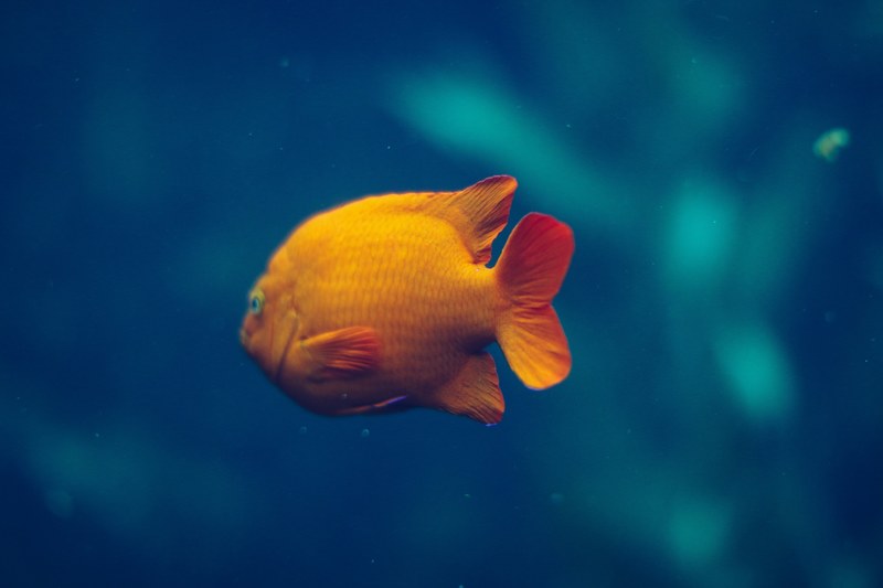 fish underwater aquarium and goldfish 4k