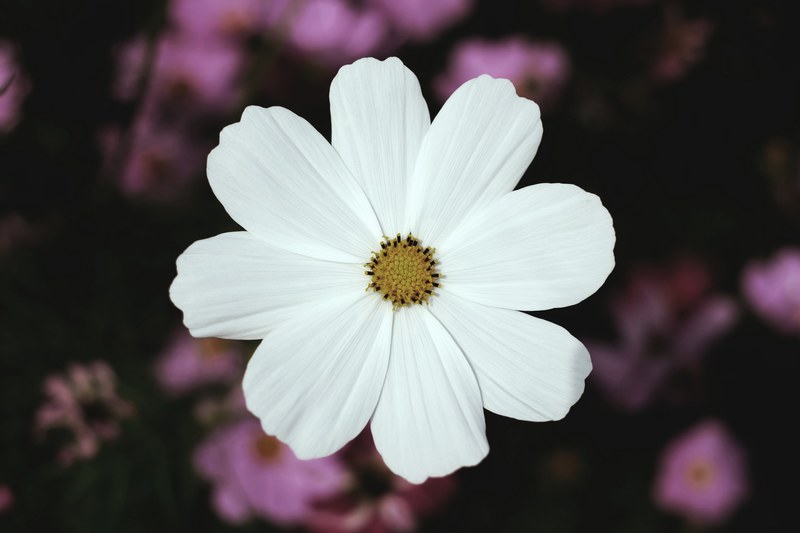 an overhead shot of a white cosmos flower, white cosmos 4k