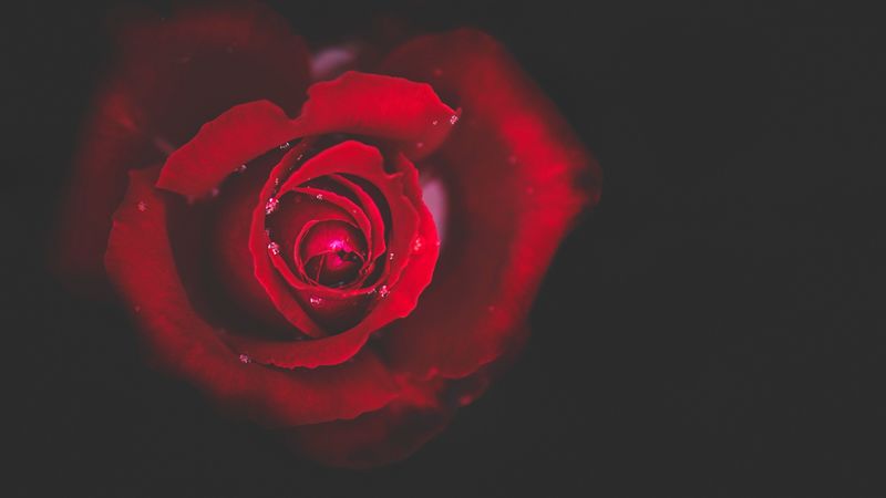 rose, bud, red, drops, close-up, 4k