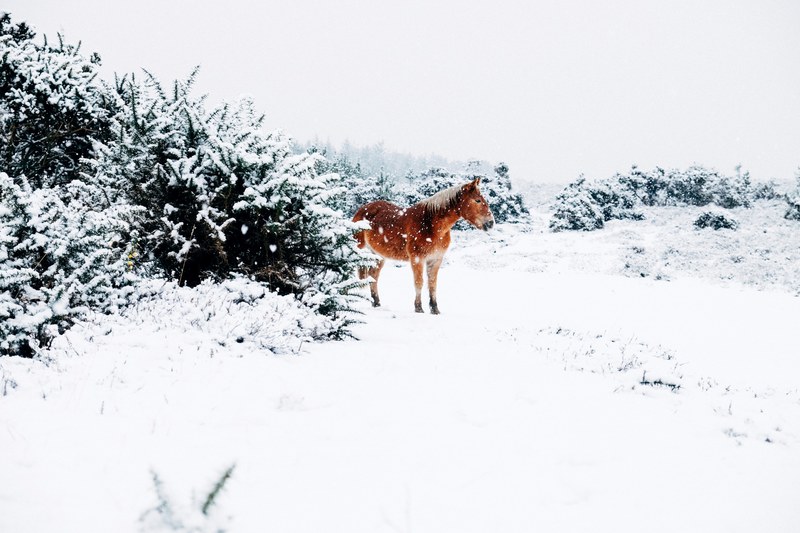 a chestnut horse stands near snow topped bushes as snow falls on the ground, horse in the falling snow 4k
