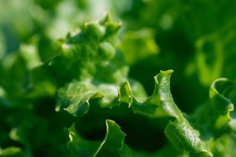 green vegetable lettuce and leaf 4k