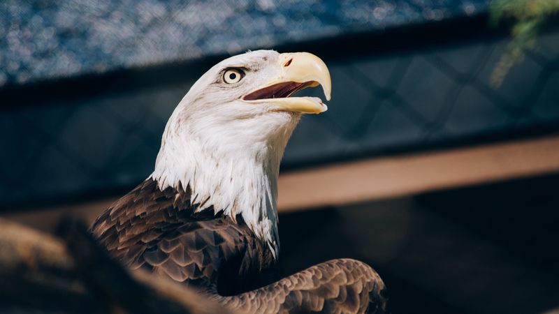 bald eagle, eagle, bird, beak, predator, 4k