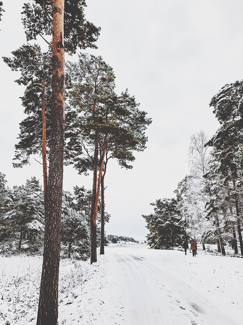 tree woodland forest and snow hd, 4k