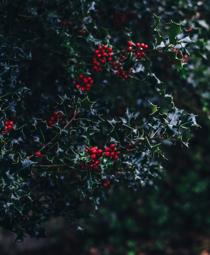 a macro view of festive christmas leaves and berries on a tree, _holly berries 4k
