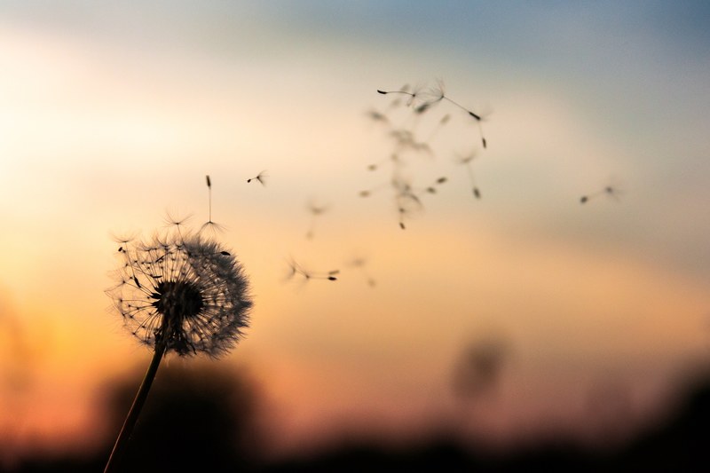 dandelion sunset seed and fly 4k