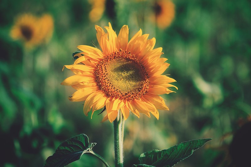 close up of a large sunflower head, robust sunflower 4k