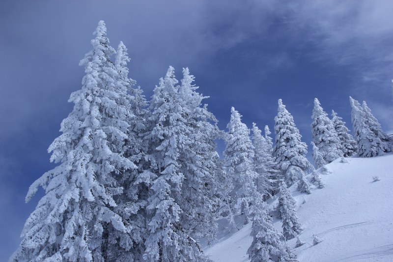 white fir trees in the snow going up a hill with a soft blue background ...