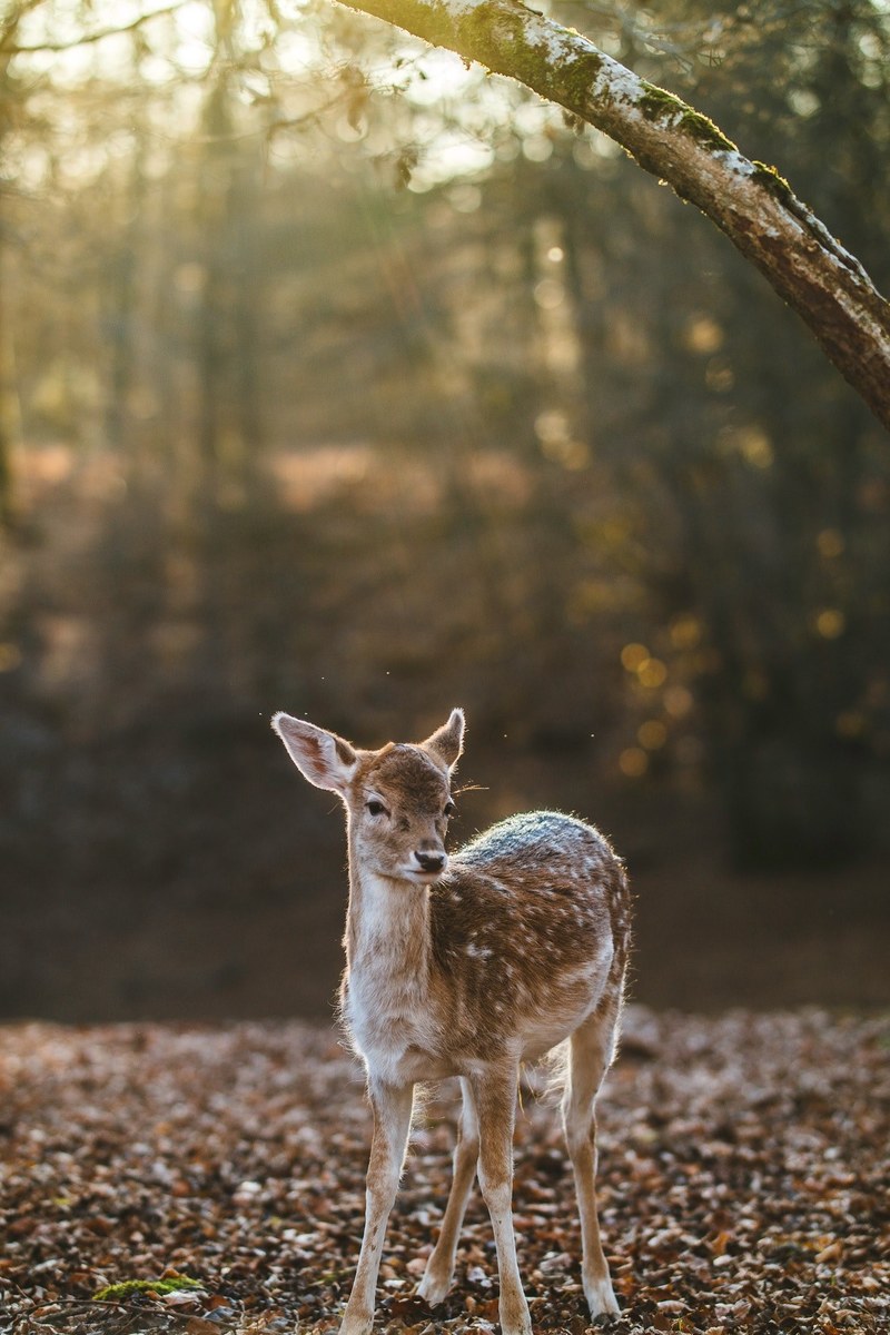 a calm fawn on the forest floor with sun breaking through the tree canopy in besancon, fawn in warm autumn sun 4k