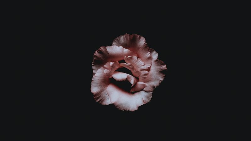 flower, petals, dark, bud, 4k