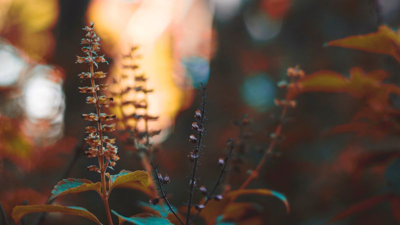 plant, stem, branch, 4k