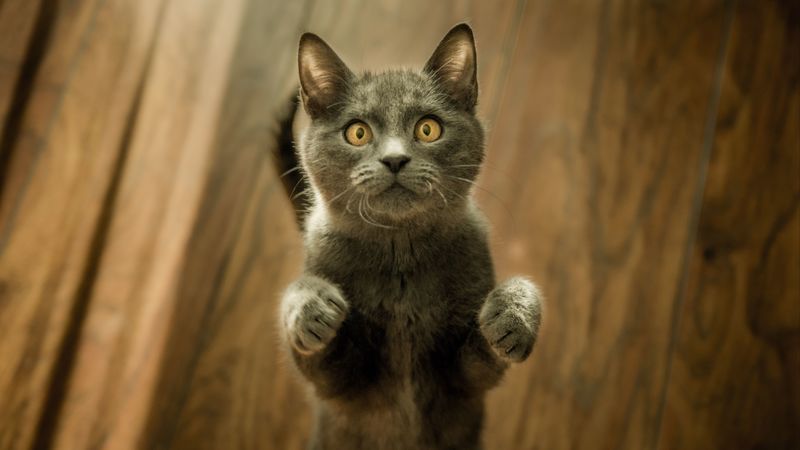 cat, kitten, standing, gray, 4k