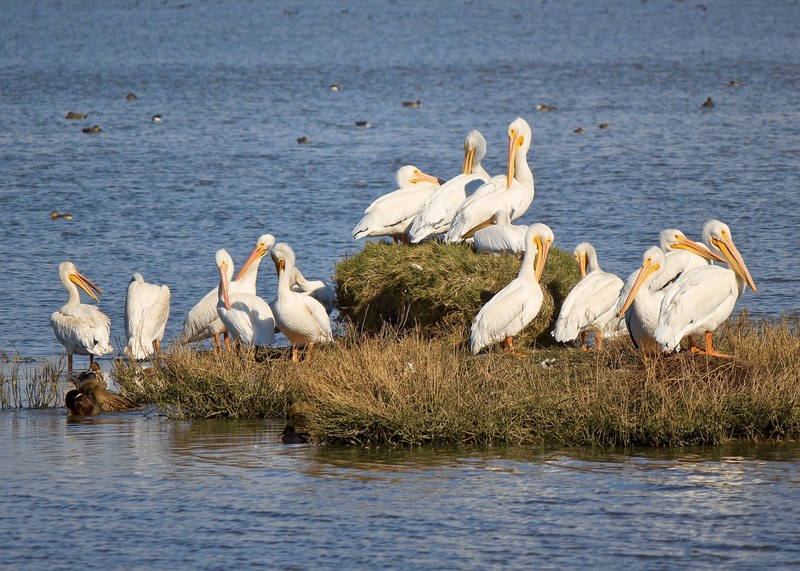 pelican bird wildlife and water 4k