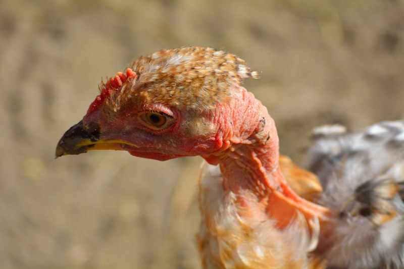 macro of a chicken with a naked head, bald chicken 4k