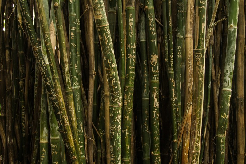 bamboo stems covered with frivolous etchings, bamboo graffiti 4k